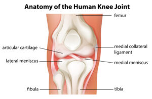 Knee Anatomy Illustration