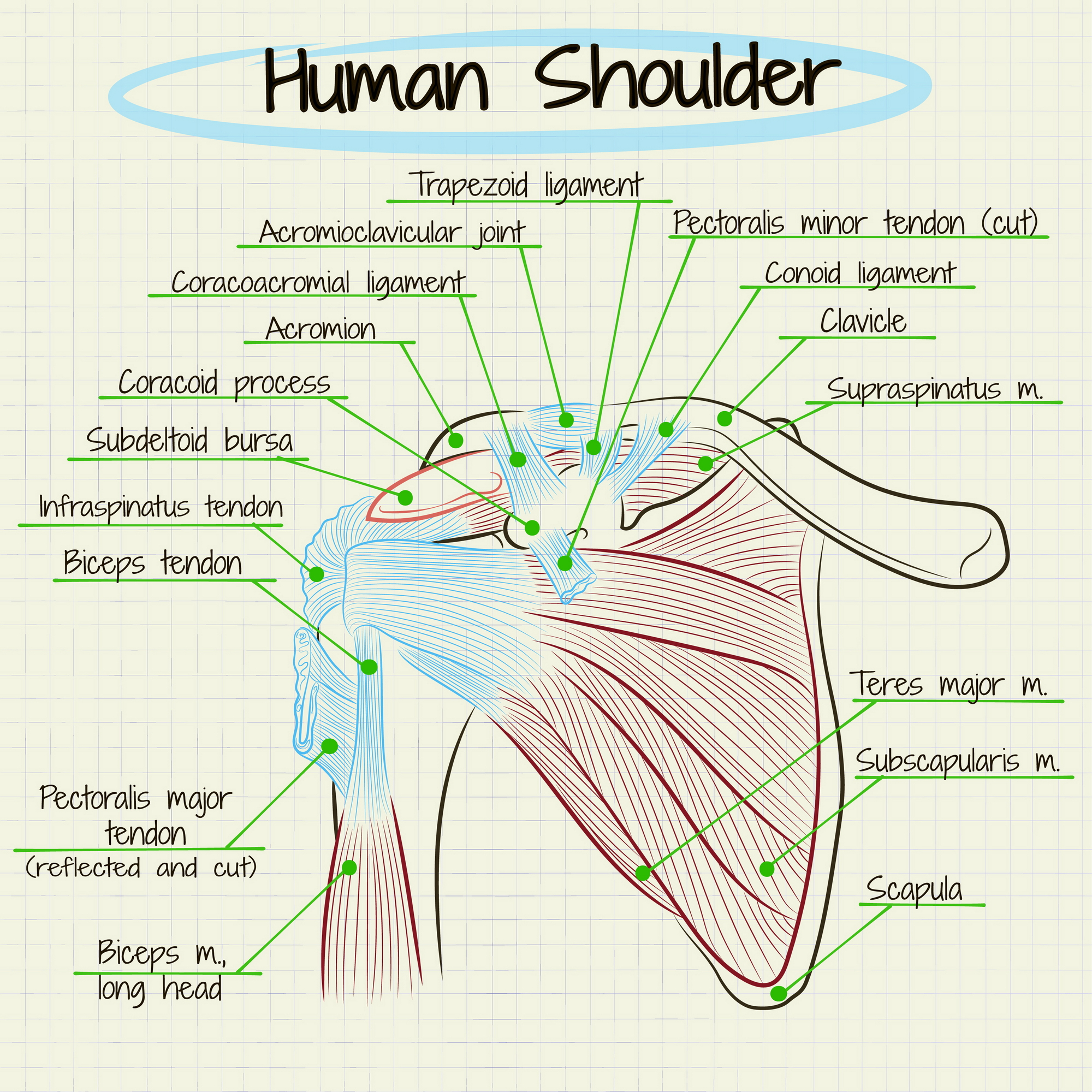 The human shoulder labeled part by part 