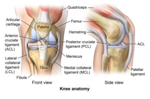 Knee surgery tampa